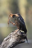African Darter scratching his neck Kruger South Africa
