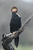 African Darter grooming Kruger South Africa
