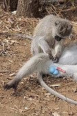 Grivet Monkey female grooping a male Kruger South Africa