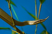 Portrait of Rhinoceros Rat Snake on bamboo