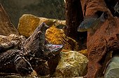 Alligator snapping turtle fishing by luring fish with tongue