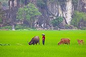 Woman and Buffalo in a rice Ninh Binh Vietnam 
