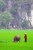 Woman and Buffalo in a rice Ninh Binh Vietnam 