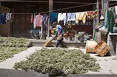 Drying plants in a farm yard Yunnan China