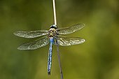 Male Emperor Dragonfly on a twig Provence France