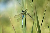 Male Emperor Dragonfly on a reed Provence France