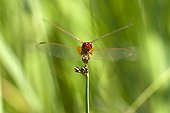 Red Darter on a rush Provence France 