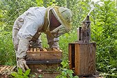 Beekeeper in an apiary hives type Warré France  ; Hives manipulation to create swarms division