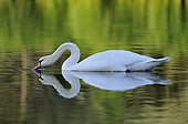 Male Mute Swan swimming in water filtration France 