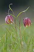 Common Fritillary flowers in spring France