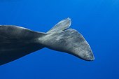 Tail of Sperm Whale Caribbean Sea Dominica 