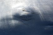 Oeil de Grand Cachalot Mer des Caraïbes Dominique