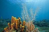 Yellow Tube Sponges on Coral Reef Caribbean Sea Dominica