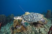 Hawksbill Turtle with transmitter Caribbean Sea Dominica