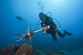 Invasive Lionfish speared by Diver Caribbean Sea Dominica