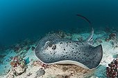 Black-spotted Stingray on reef Indian Ocean Maldives 
