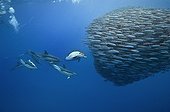 Blue jack mackerel being preyed upon by common dolphins