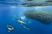 Blue jack mackerel being preyed upon by common dolphins