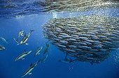 Blue jack mackerel being preyed upon by common dolphins