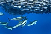 Blue jack mackerel being preyed upon by common dolphins