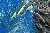 Blue jack mackerel being preyed upon by common dolphins