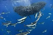 Blue jack mackerel being preyed upon by common dolphins