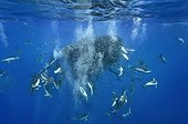 Common dolphins attacking a dense ball of blue jack mackerel