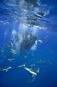 Common dolphins attacking a dense ball of blue jack mackerel