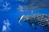 Common dolphins attacking a dense ball of blue jack mackerel