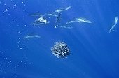 Common dolphins attacking a small ball of blue jack mackerel