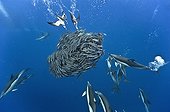 Cory's sheerwater and common dolphin preying jack mackerel