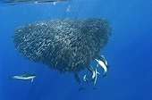 Blue jack mackerel being preyed upon by common dolphins