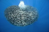 Large ball of Blue jack mackerel Azores