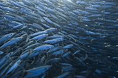 Large ball of Blue jack mackerel Azores