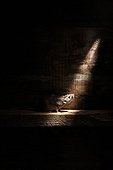 Brown rat in dark England