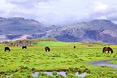 Icelandic ponies grazing on Snæfellsnes Peninsula Iceland 