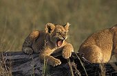 Lion cub yawning on a stump Kenya