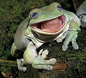 White's tree frog with its mouth open Australia