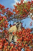 Ring-tailed lemur in a Royal poinciana Madagascar