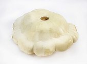 Scallop Squash on white background