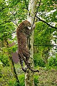 Sri Lanka panther adult climbing in a tree
