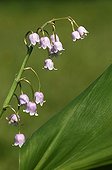 Pink Lily-of-the-valley
