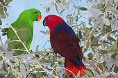 Eclectus parrot male and female on a branch