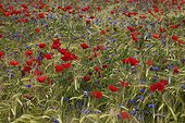 Poppies and Cornflowers in a field of wheat bio Provence