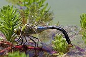 Emperor Dragonfly laying in water Provence France 
