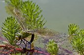 Emperor Dragonfly laying in water Provence France 