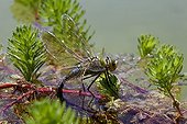 Emperor Dragonfly laying in water Provence France 