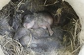 European Rabbit newborn in his burrow France 