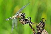 Four-spotted Skimmer on a leaf Prairie Fouzon France