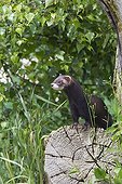 Female European Polecat on a cut tree GB